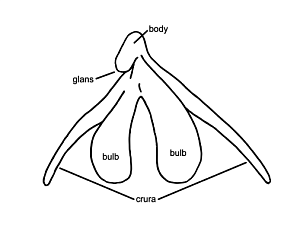 Clitoris